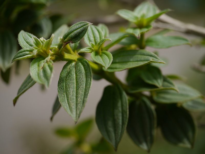 Osbeckia gracilis, photographed by Dinesh Valke