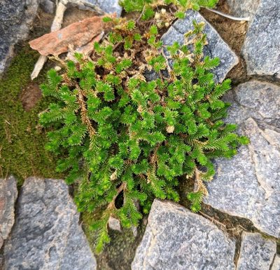 Selaginella arizonica, photographed by Philip Vanbergen