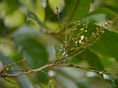 Maesa indica, photographed by Dinesh Valke