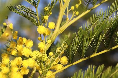 Acacia decurrens, photographed by tobyyy