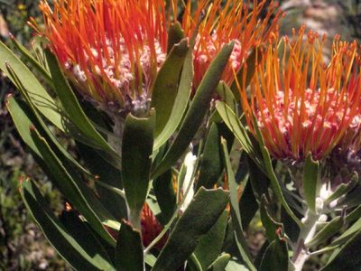 Leucospermum erubescens, photographed by Di Turner