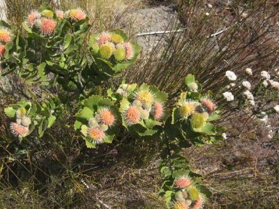 Leucospermum winteri, photographed by Di Turner