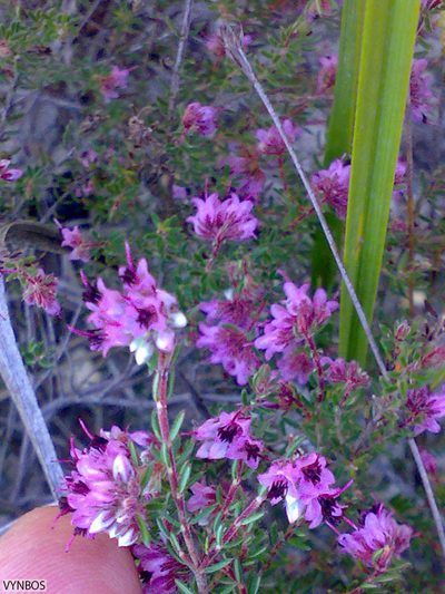 Erica filiformis, photographed by Chris Vynbos