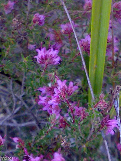 Erica filiformis, photographed by Chris Vynbos
