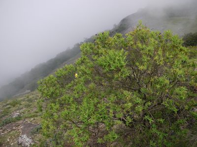 Hypericum mysurense, photographed by Dinesh Valke