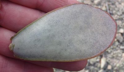 Adromischus sphenophyllus, photographed by Nicola van Berkel