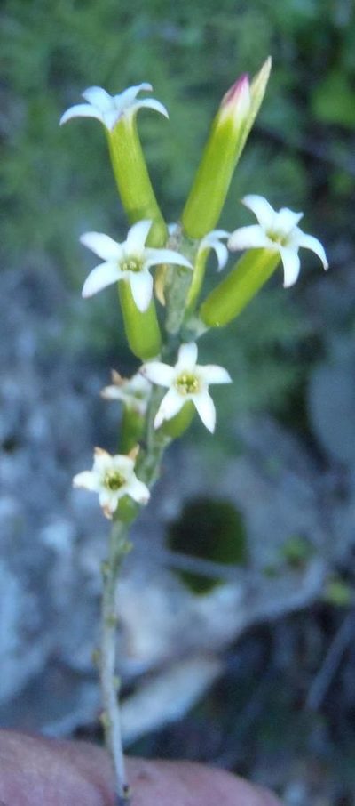 Adromischus sphenophyllus, photographed by Nicola van Berkel