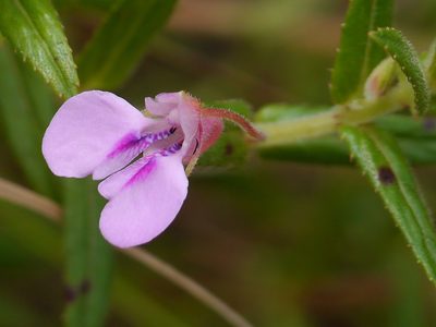Impatiens brevicornis, photographed by Dinesh Valke