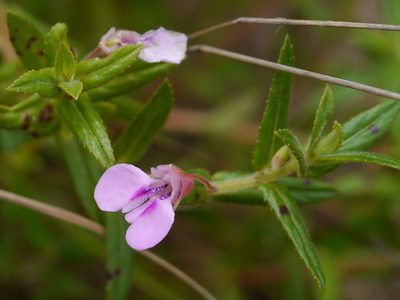 Impatiens brevicornis, photographed by Dinesh Valke