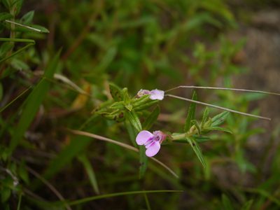 Impatiens brevicornis, photographed by Dinesh Valke