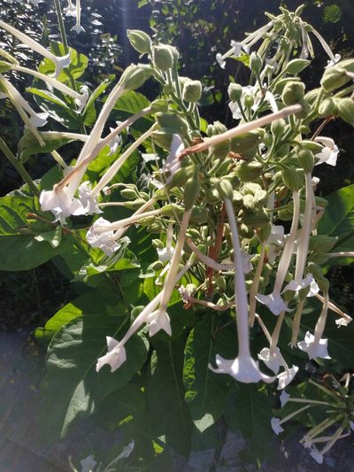 Nicotiana sylvestris, photographed by Tim Johnson