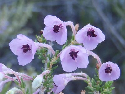Erica newdigateae, photographed by Nicola van Berkel