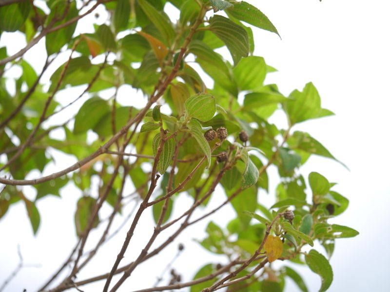 Osbeckia reticulata, photographed by Dinesh Valke