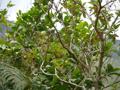 Osbeckia reticulata, photographed by Dinesh Valke