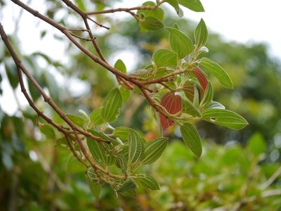 Osbeckia reticulata, photographed by Dinesh Valke
