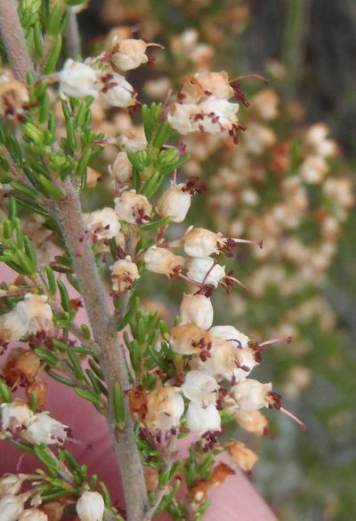 Erica opulenta, photographed by Nicola van Berkel