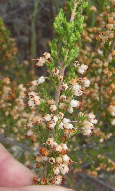 Erica opulenta, photographed by Nicola van Berkel