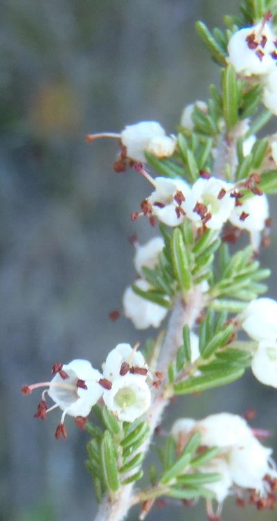 Erica opulenta, photographed by Nicola van Berkel