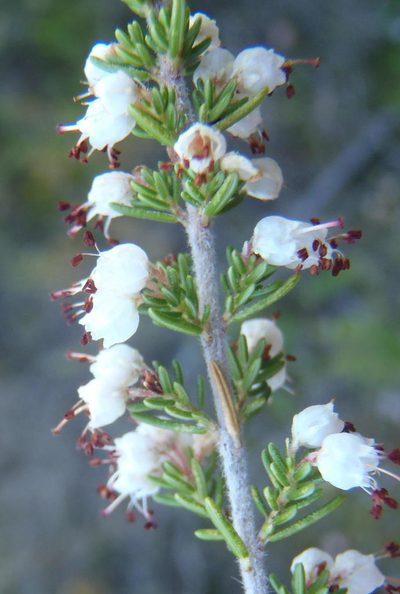 Erica opulenta, photographed by Nicola van Berkel