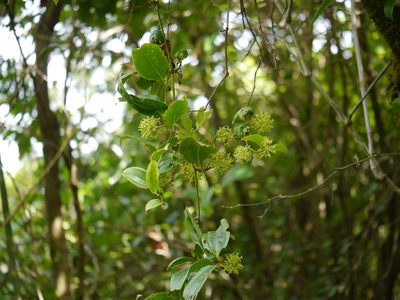 Smilax ovalifolia, photographed by Dinesh Valke