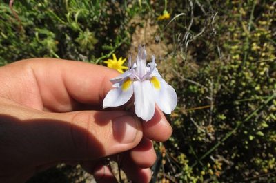 Moraea bipartita, photographed by Brian du Preez