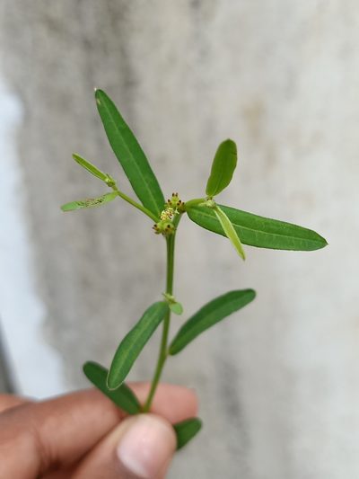Microstachys chamaelea, photographed by Pranav Chandra Bose