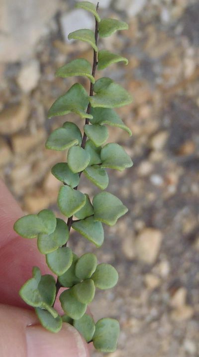 Choristosoria leucomelas, photographed by Nicola van Berkel
