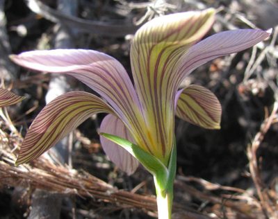 Romulea dichotoma, photographed by douglaseustonbrown