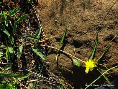 Corchorus confusus, photographed by Peter Warren