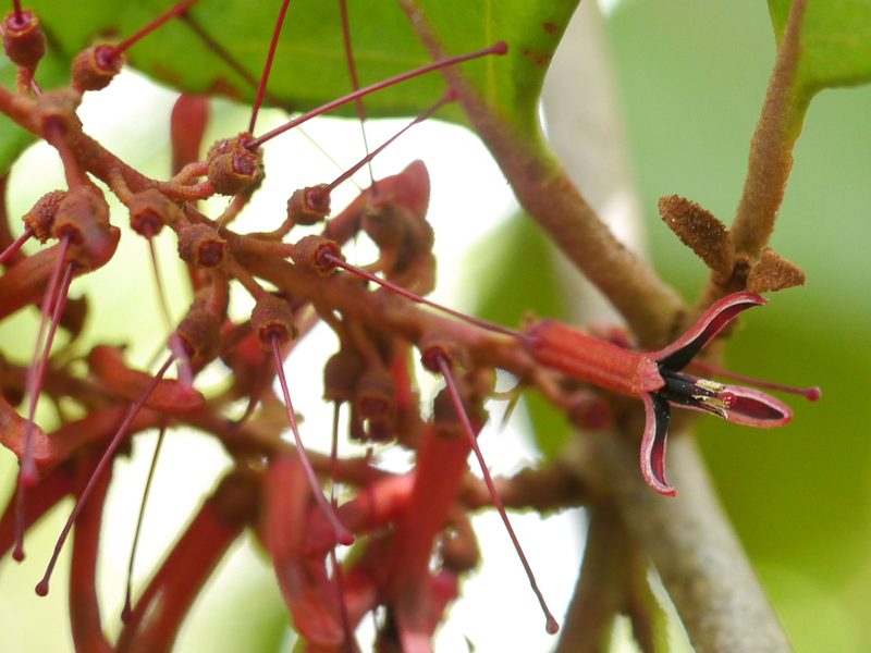 Helixanthera obtusata, photographed by Dinesh Valke