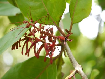 Helixanthera obtusata, photographed by Dinesh Valke
