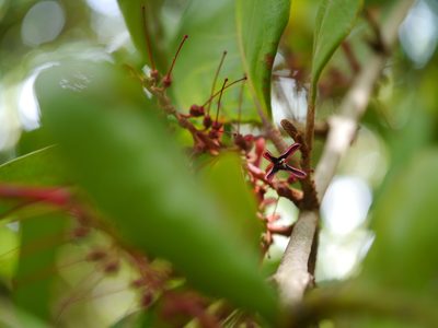 Helixanthera obtusata, photographed by Dinesh Valke