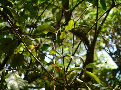 Helixanthera obtusata, photographed by Dinesh Valke