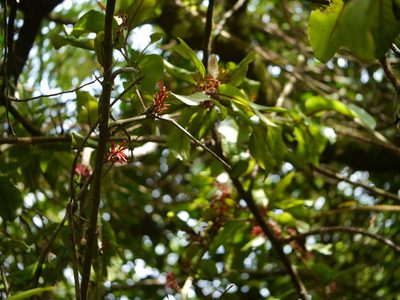 Helixanthera obtusata, photographed by Dinesh Valke