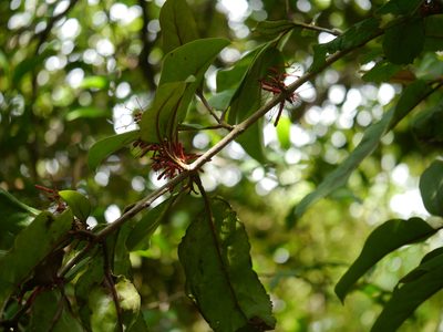 Helixanthera obtusata, photographed by Dinesh Valke