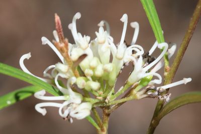 Grevillea linearifolia, photographed by tobyyy
