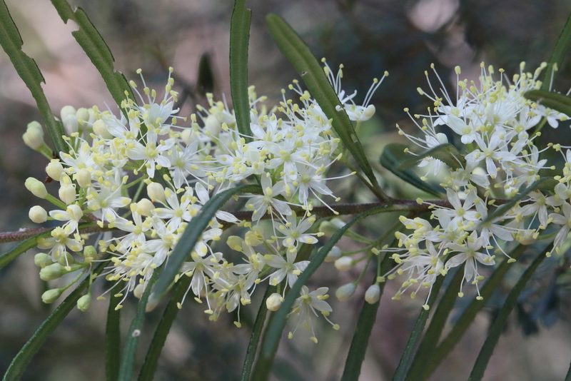 Leionema dentatum, photographed by tobyyy