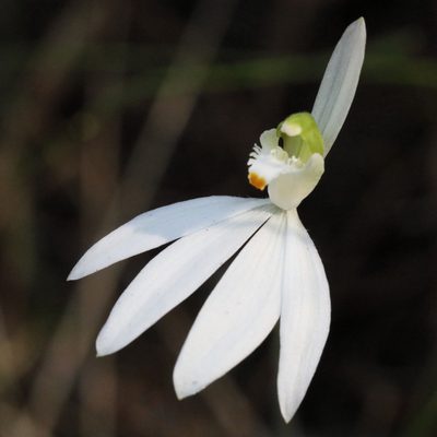 Caladenia catenata, photographed by tobyyy