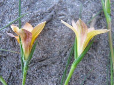 Romulea setifolia, photographed by douglaseustonbrown