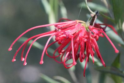 Grevillea speciosa, photographed by tobyyy