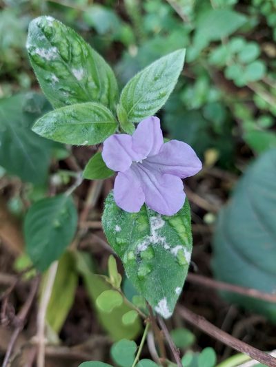 Ruellia prostrata, photographed by Ramesh Shenai Jr.