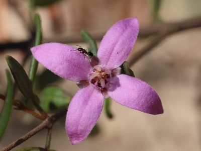 Boronia ledifolia, photographed by tobyyy