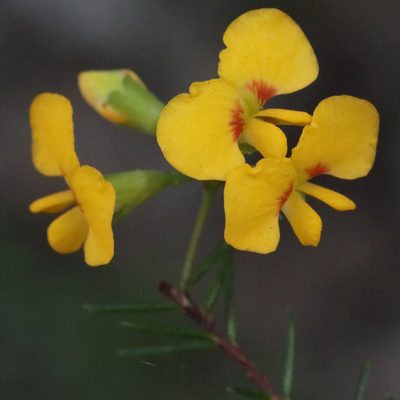 Dillwynia retorta, photographed by tobyyy