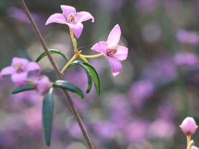 Boronia ledifolia, photographed by tobyyy