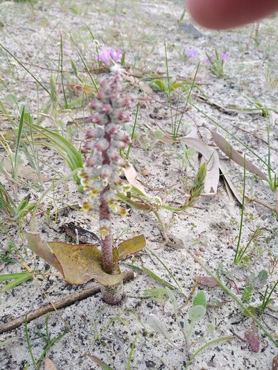Lachenalia variegata, photographed by melda