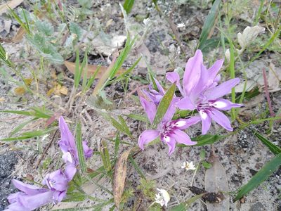Babiana ambigua, photographed by melda