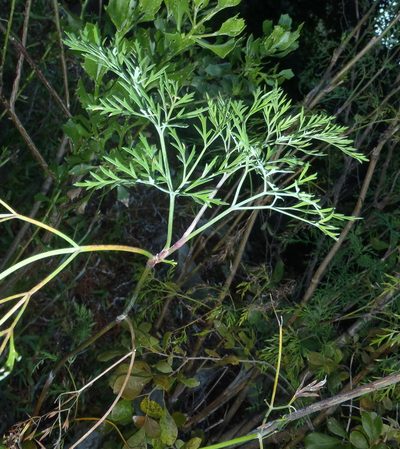 Notobubon gummiferum, photographed by Nicola van Berkel