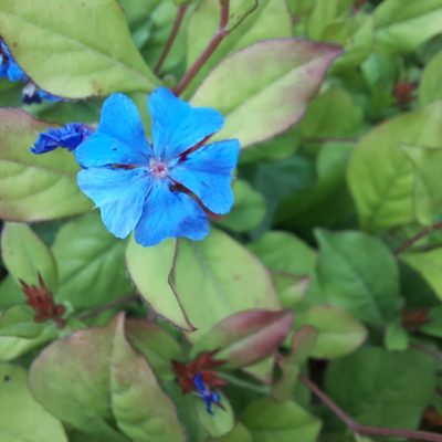 Ceratostigma plumbaginoides, photographed by walldi222