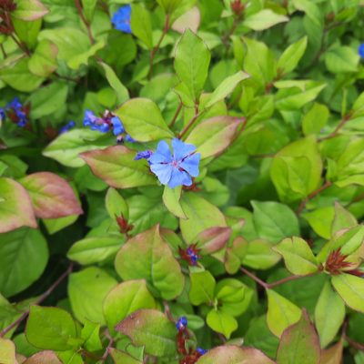 Ceratostigma plumbaginoides, photographed by walldi222