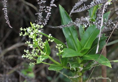 Hedyotis acutangula, photographed by Agnes Trekker